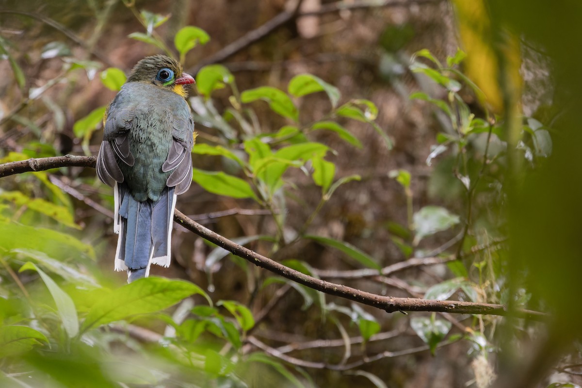 Sumatran Trogon - ML640509471