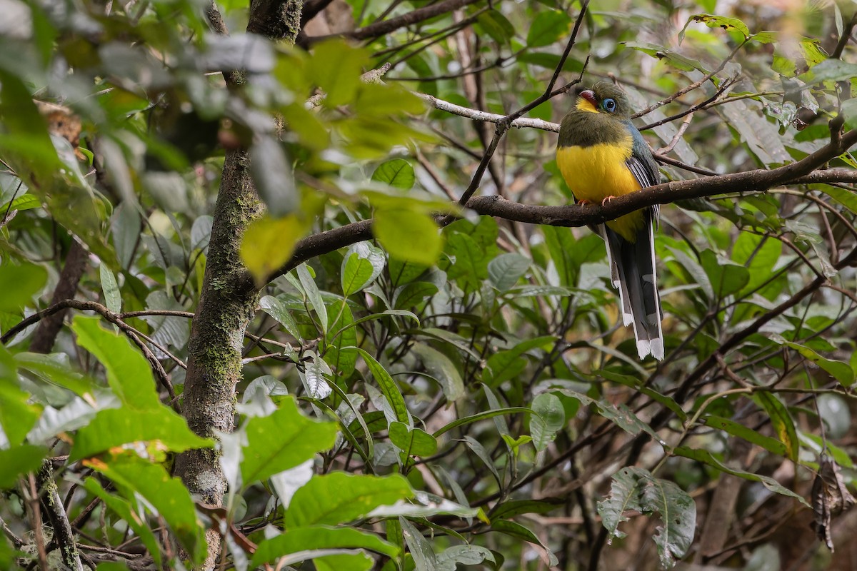 Sumatran Trogon - ML640509473