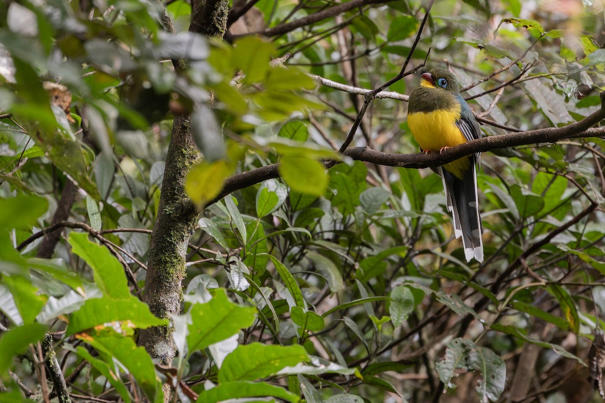 Sumatran Trogon - ML640509474