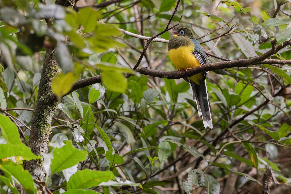 Sumatran Trogon - ML640509476