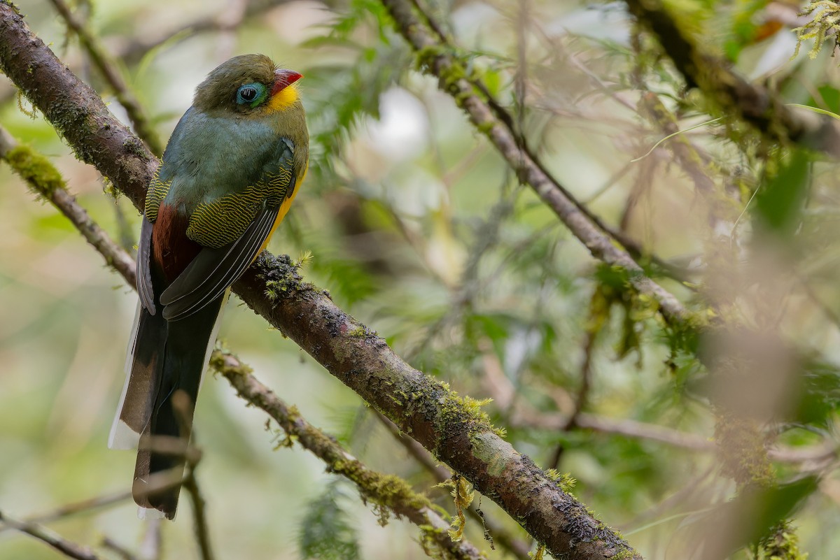 Sumatran Trogon - ML640509550