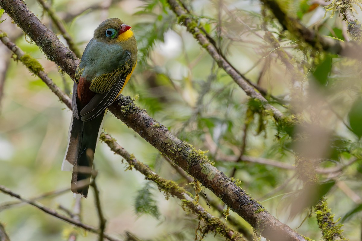 Sumatran Trogon - ML640509551