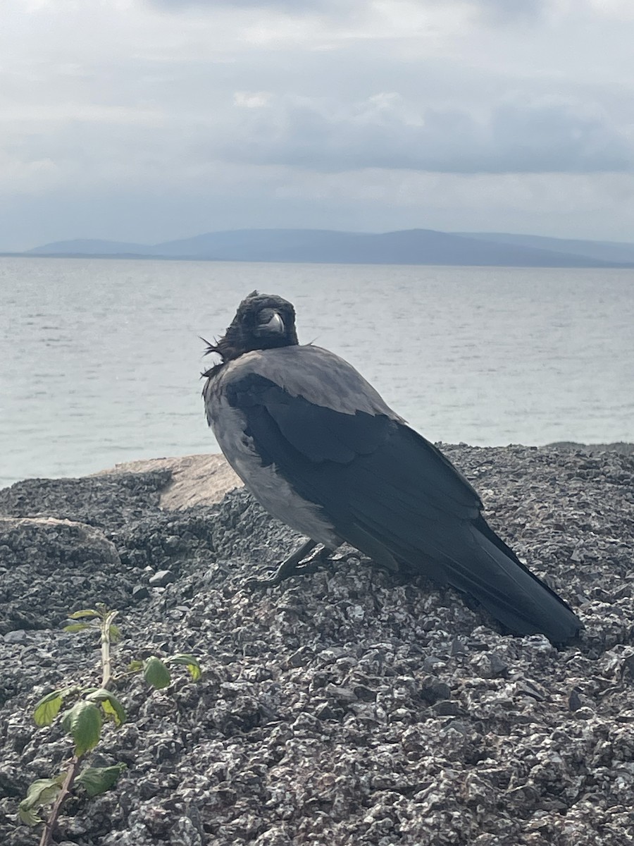 Hooded Crow - ML640509695