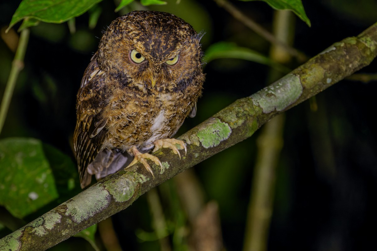 Mountain Scops-Owl - ML640509766