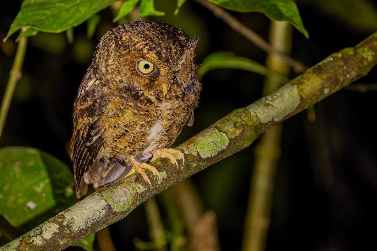 Mountain Scops-Owl - ML640509768