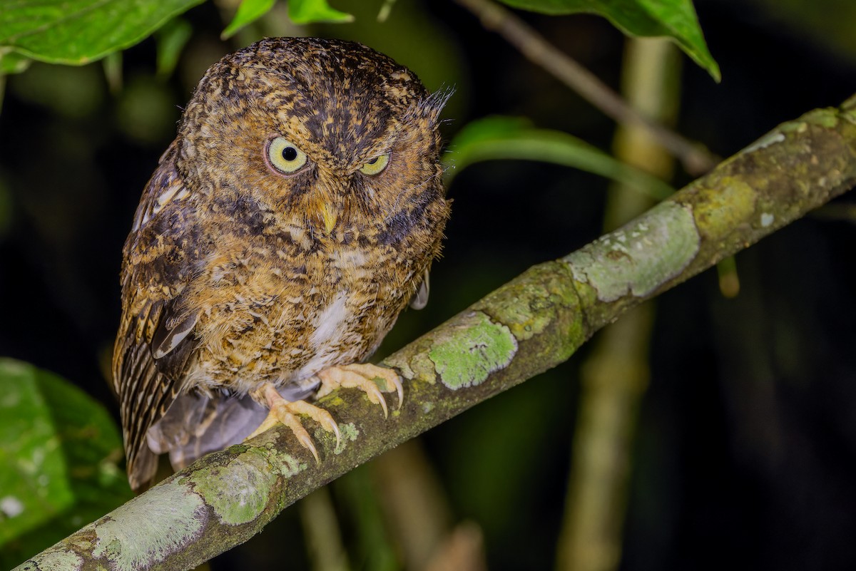 Mountain Scops-Owl - ML640509769