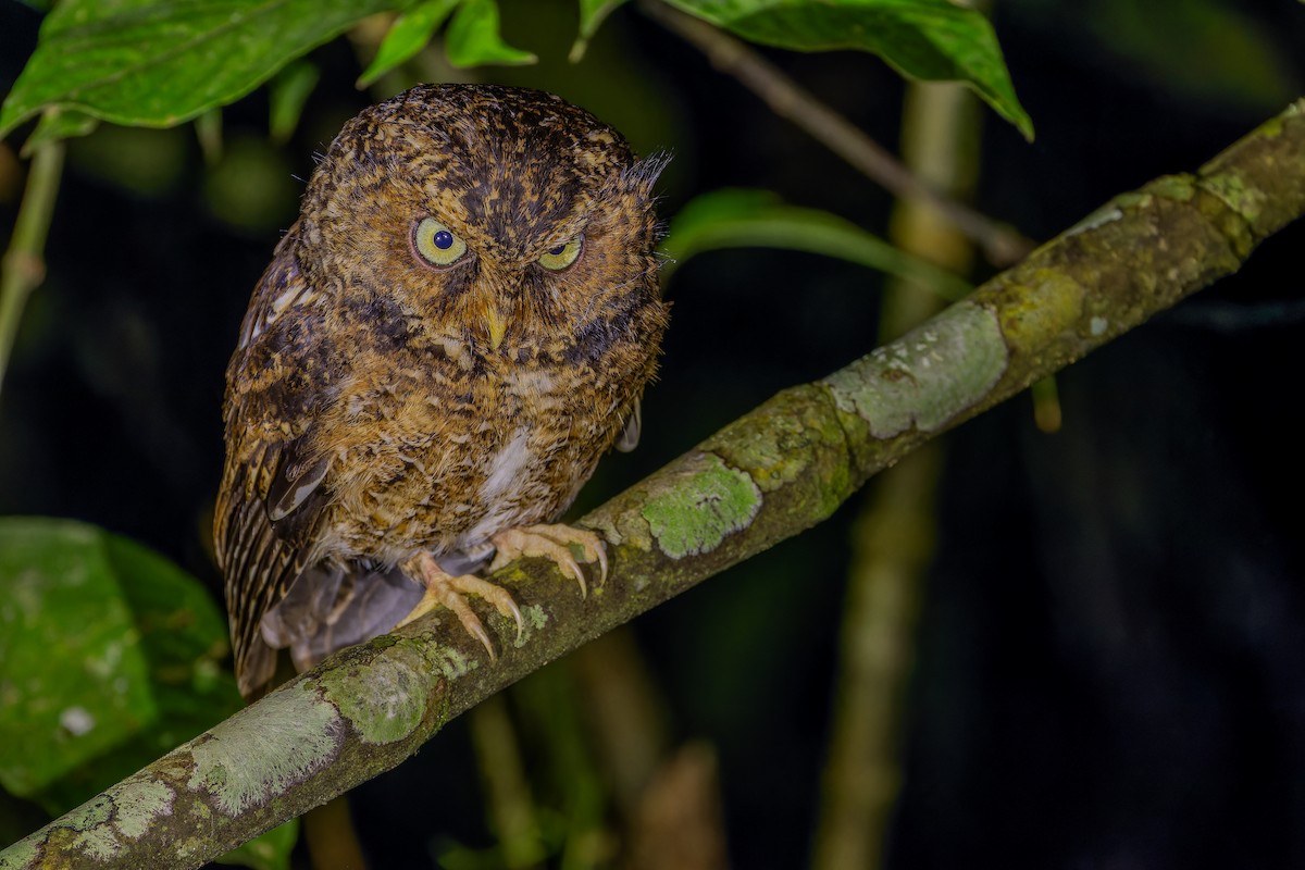 Mountain Scops-Owl - ML640509770