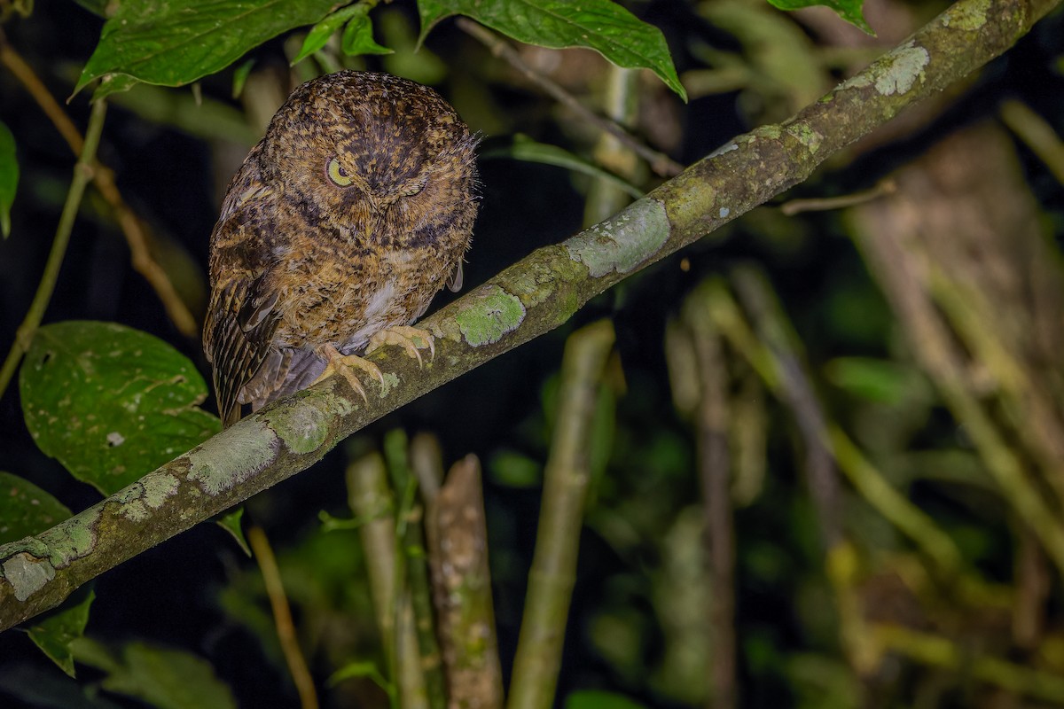 Mountain Scops-Owl - ML640509771