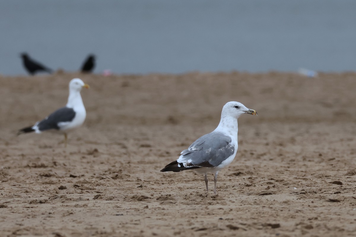 European Herring x Lesser Black-backed Gull (hybrid) - ML640509774