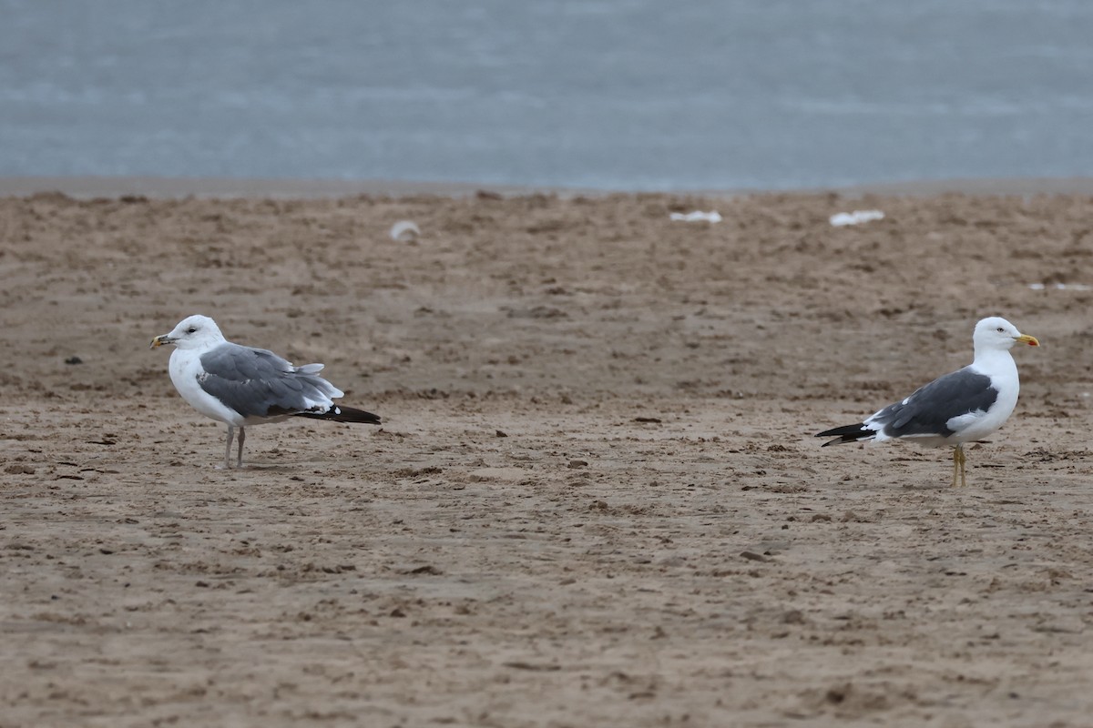 European Herring x Lesser Black-backed Gull (hybrid) - ML640509775
