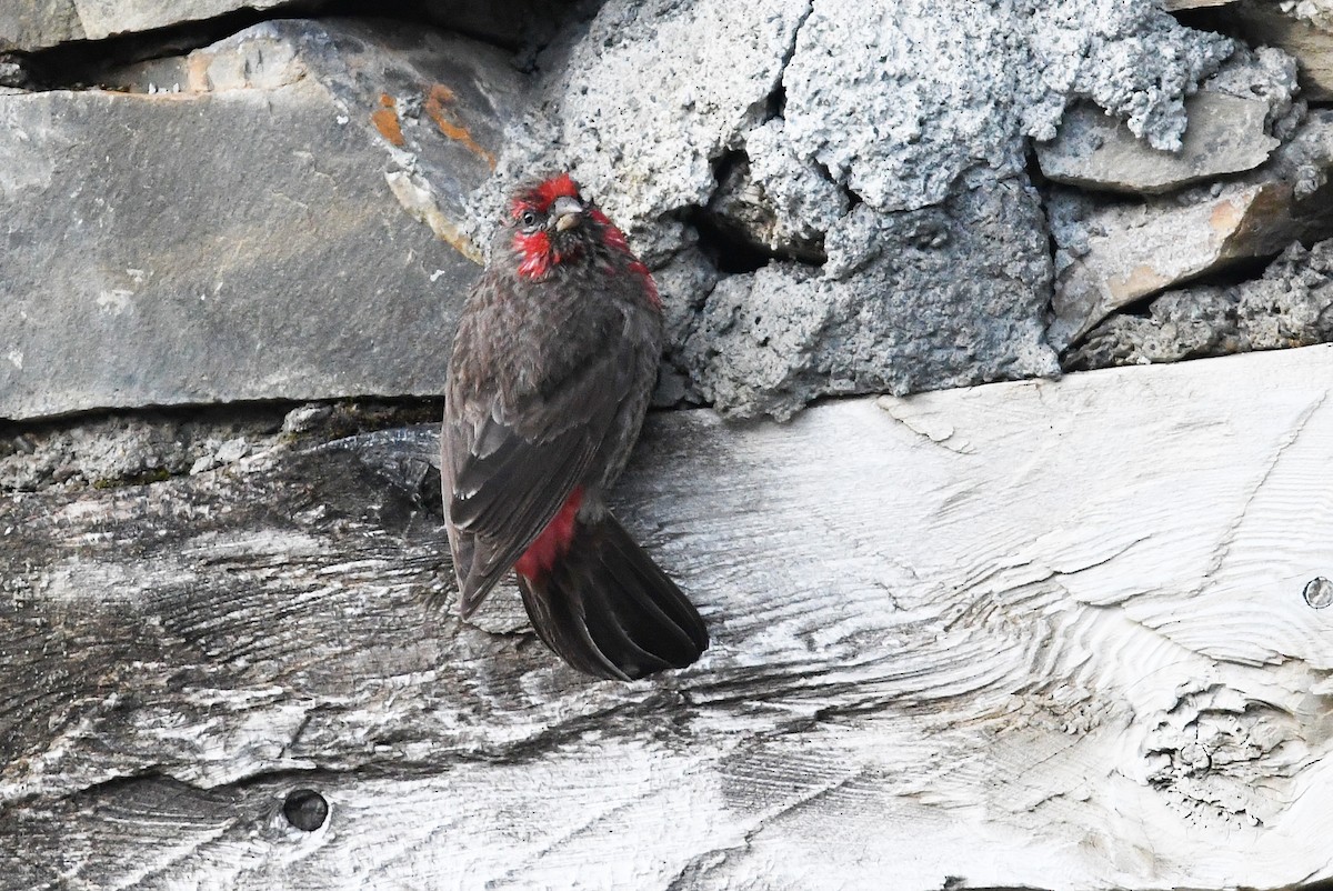 Red-fronted Rosefinch - ML640509803