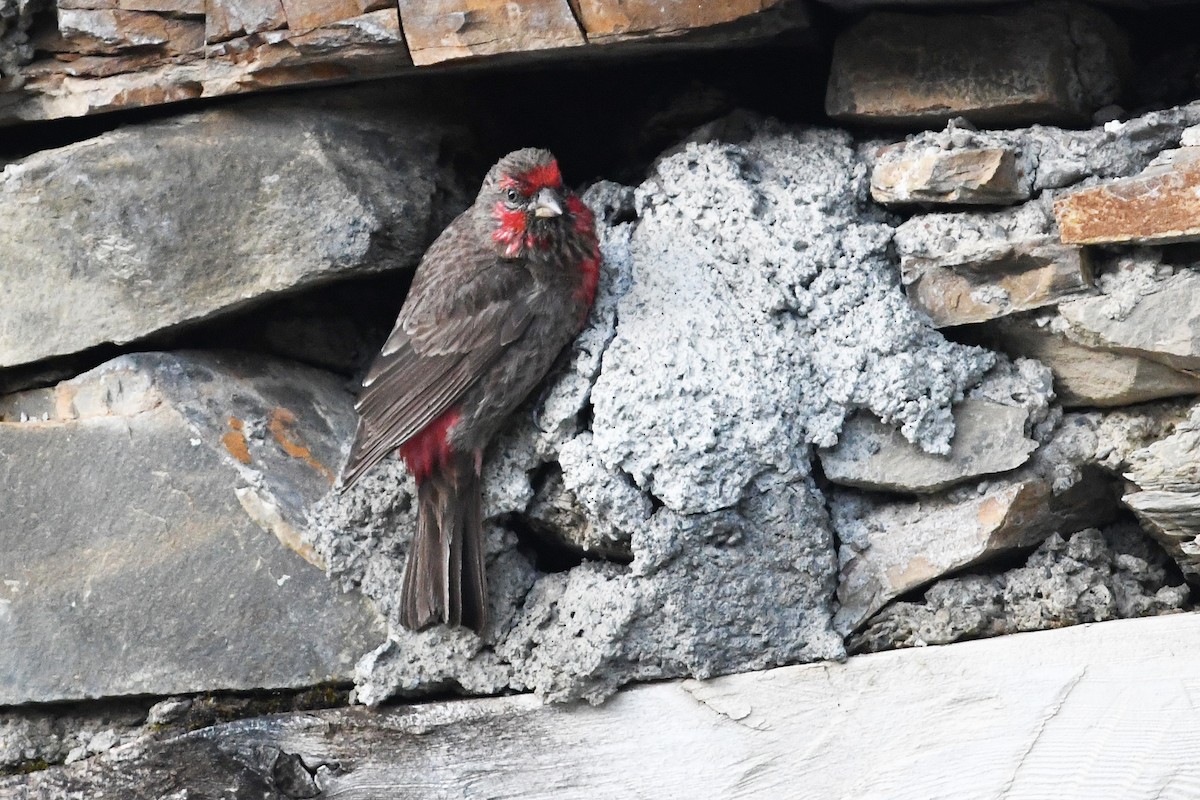 Red-fronted Rosefinch - ML640509807