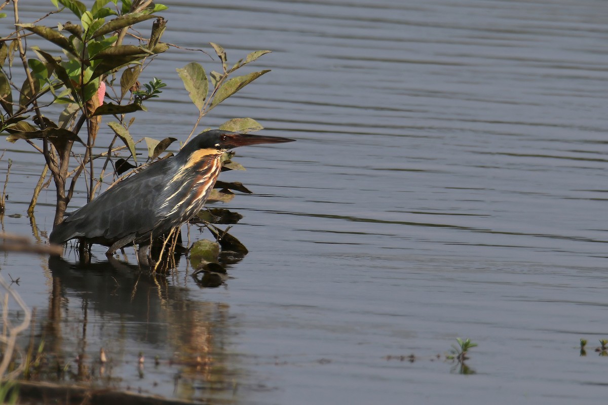 Black Bittern - ML640509808