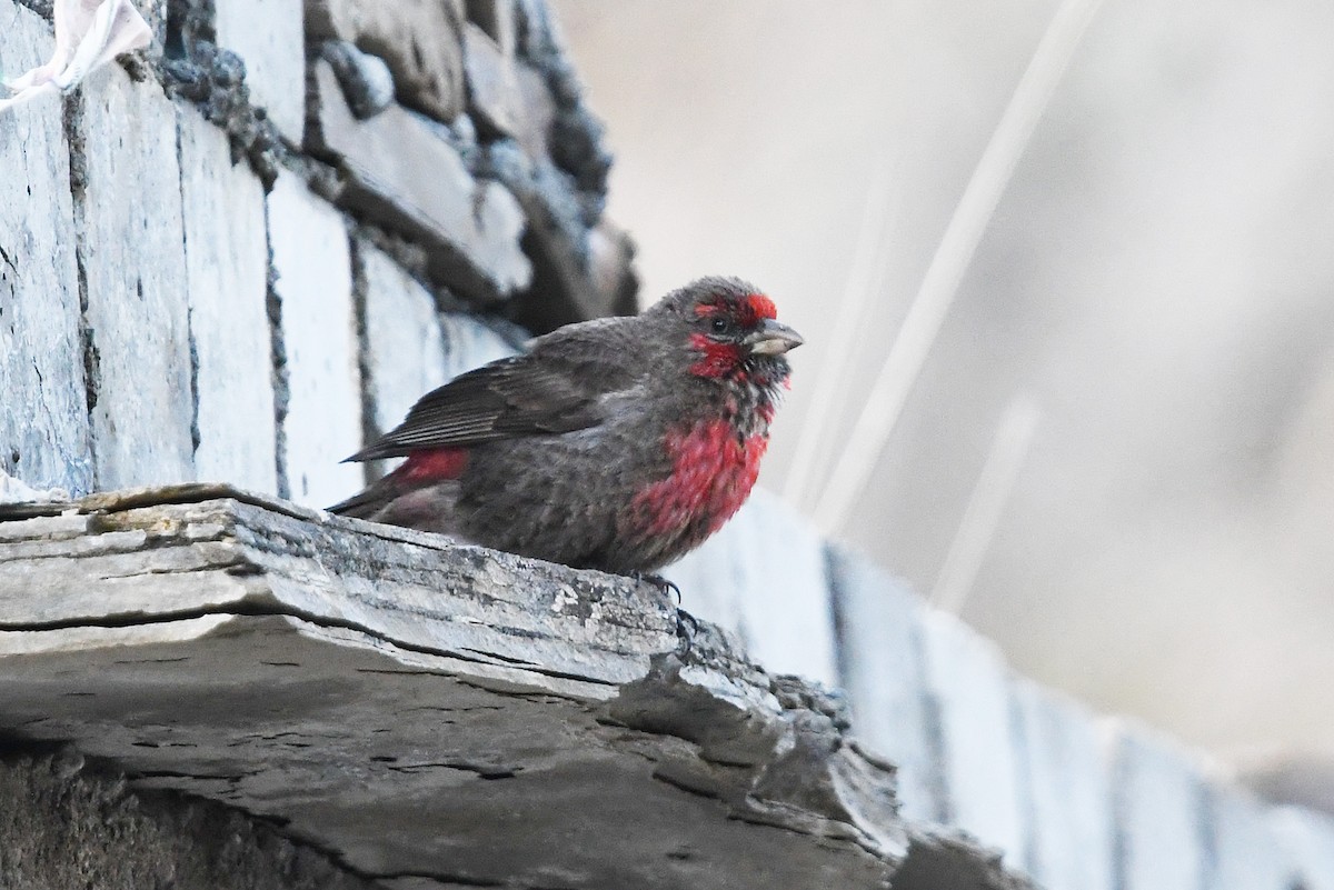 Red-fronted Rosefinch - ML640509809