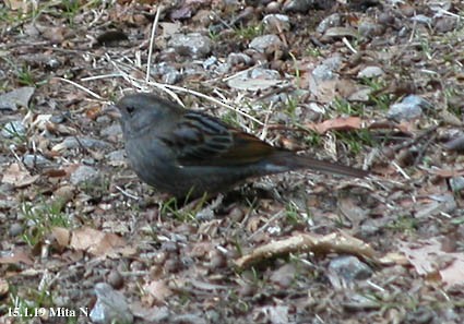 Bruant gris - ML640509810