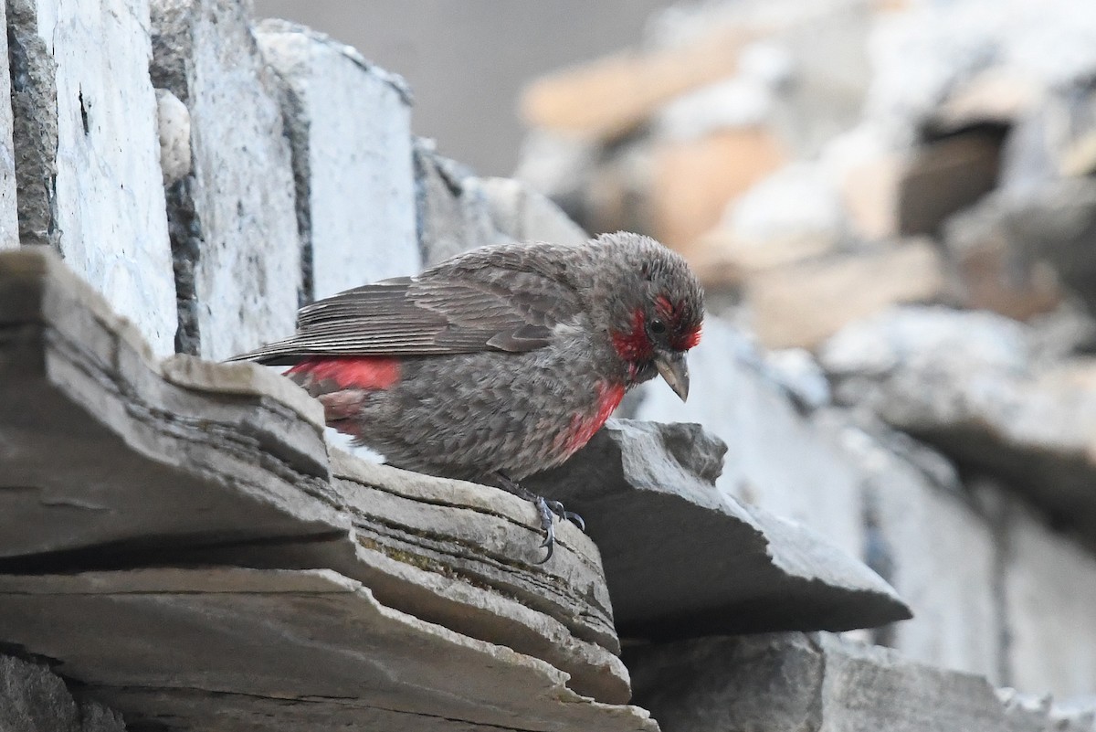 Red-fronted Rosefinch - ML640509815