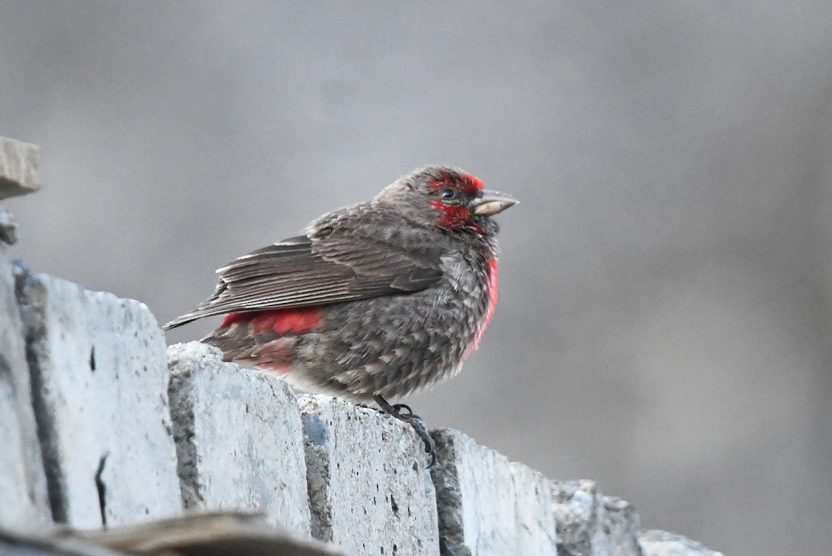 Red-fronted Rosefinch - ML640509816