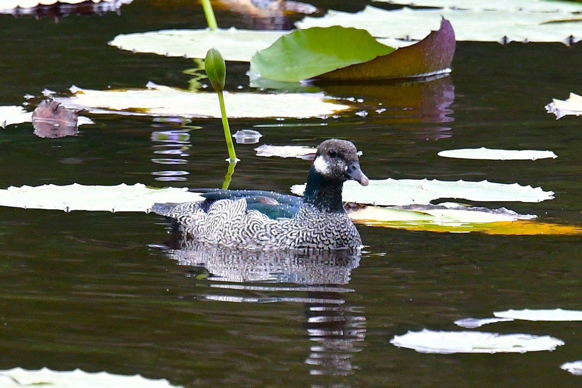 Green Pygmy-Goose - ML640509817