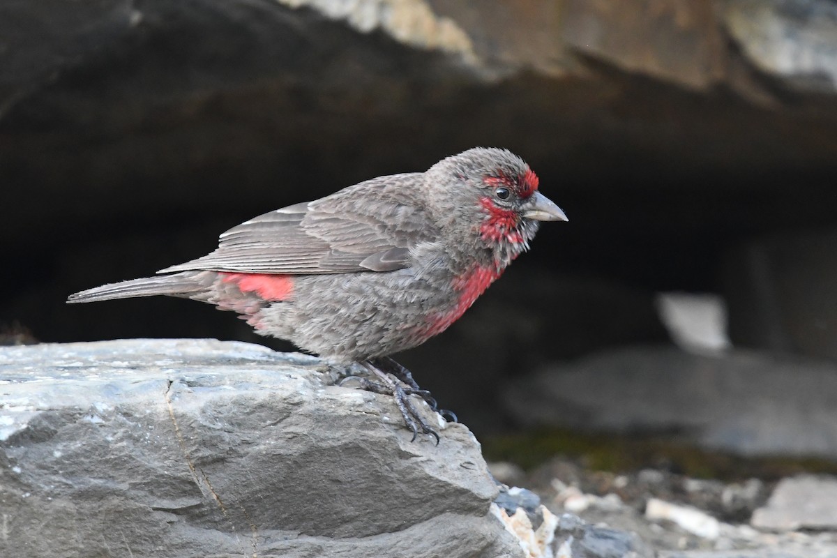 Red-fronted Rosefinch - ML640509818