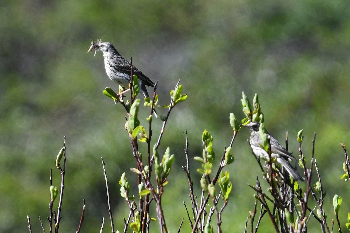 Rosy Pipit - ML640509866