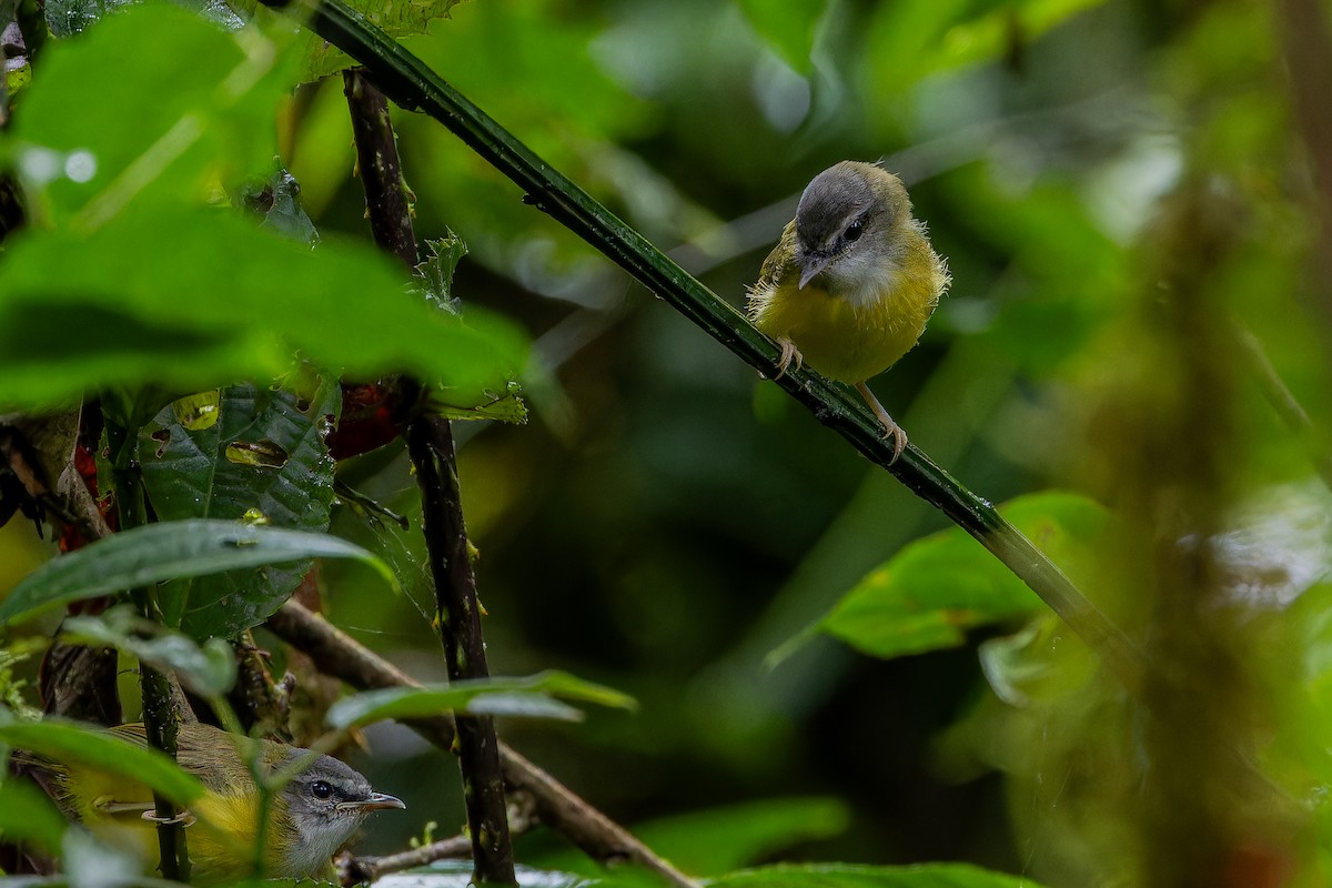 Yellow-bellied Warbler - ML640509868
