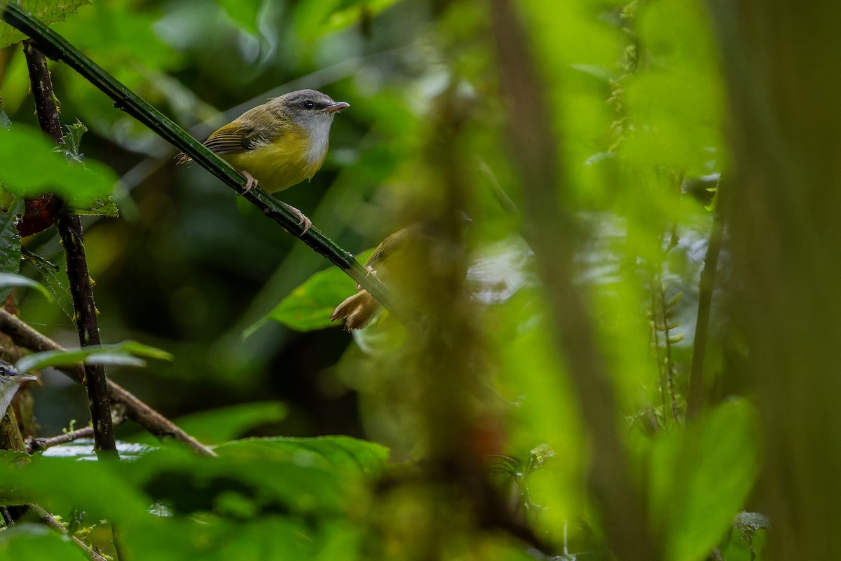 Yellow-bellied Warbler - ML640509869