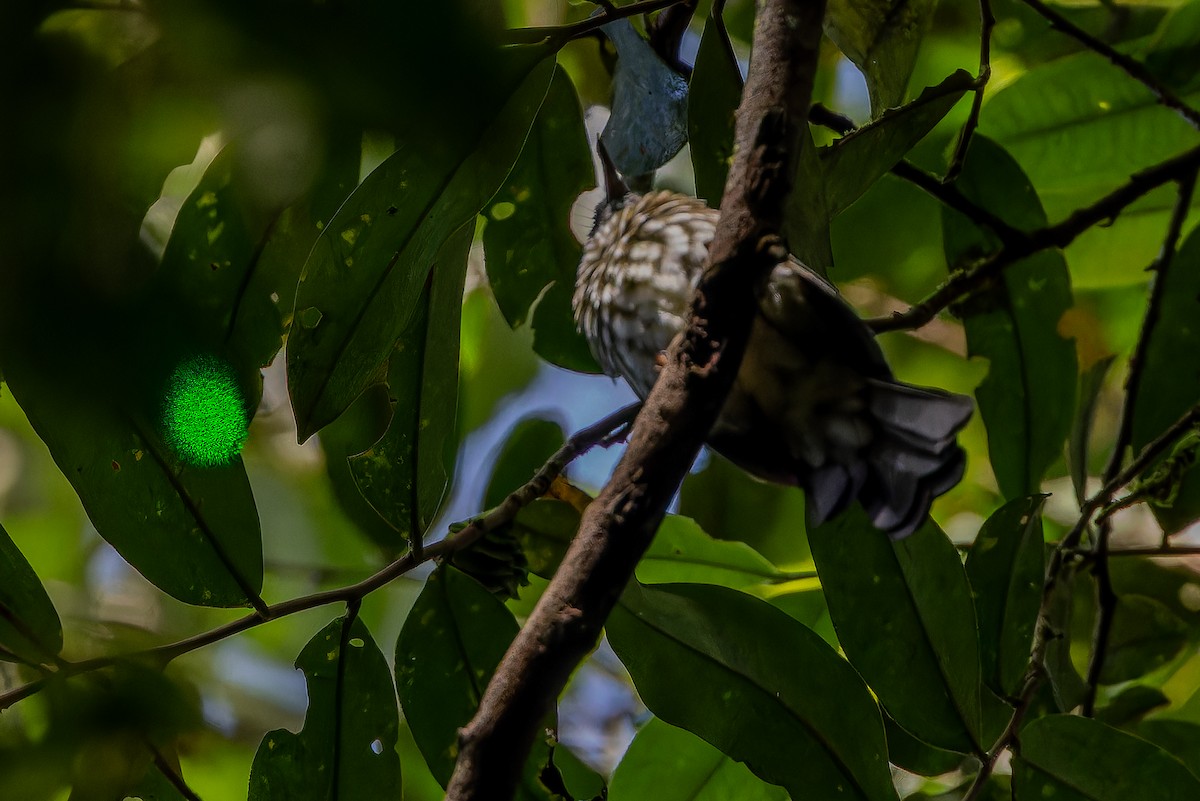 Sumatran Bulbul - ML640509871
