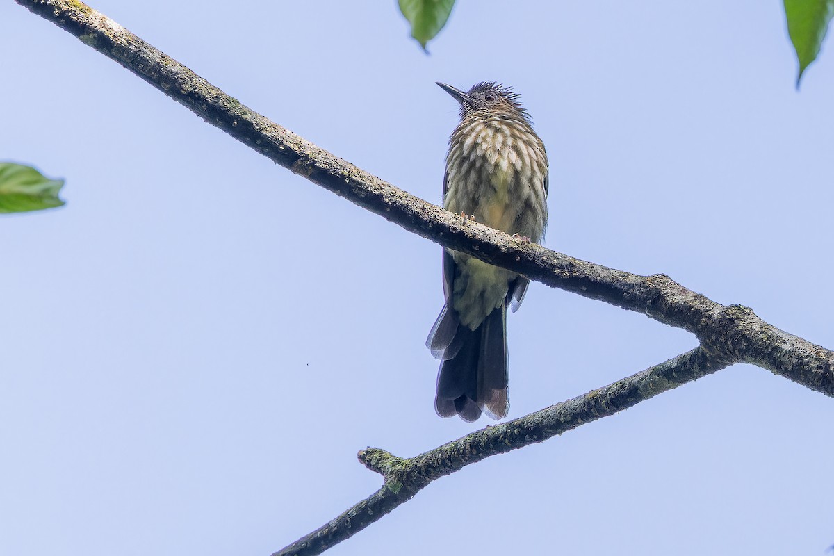 Sumatran Bulbul - ML640509872