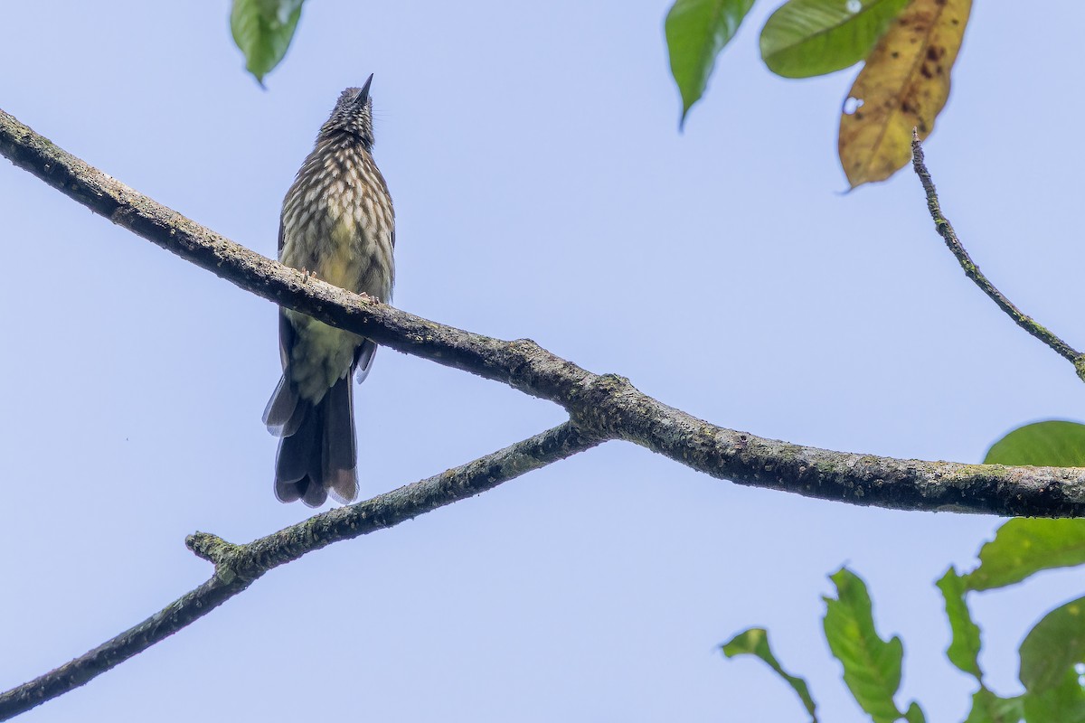 Sumatran Bulbul - ML640509873