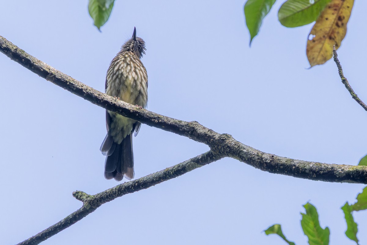 Sumatran Bulbul - ML640509874