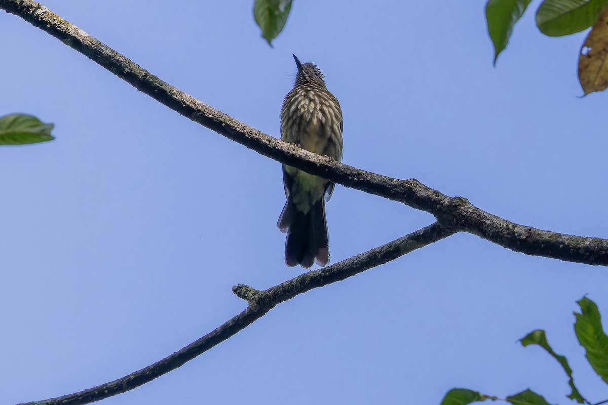 Sumatran Bulbul - ML640509875