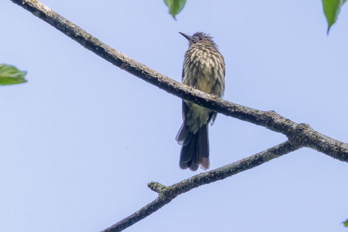 Sumatran Bulbul - ML640509876