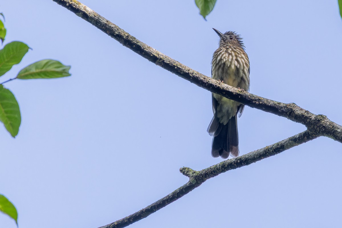 Sumatran Bulbul - ML640509877