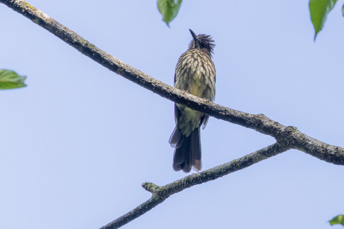 Sumatran Bulbul - ML640509878
