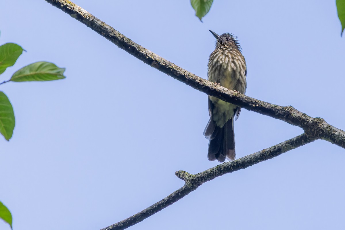 Sumatran Bulbul - ML640509879