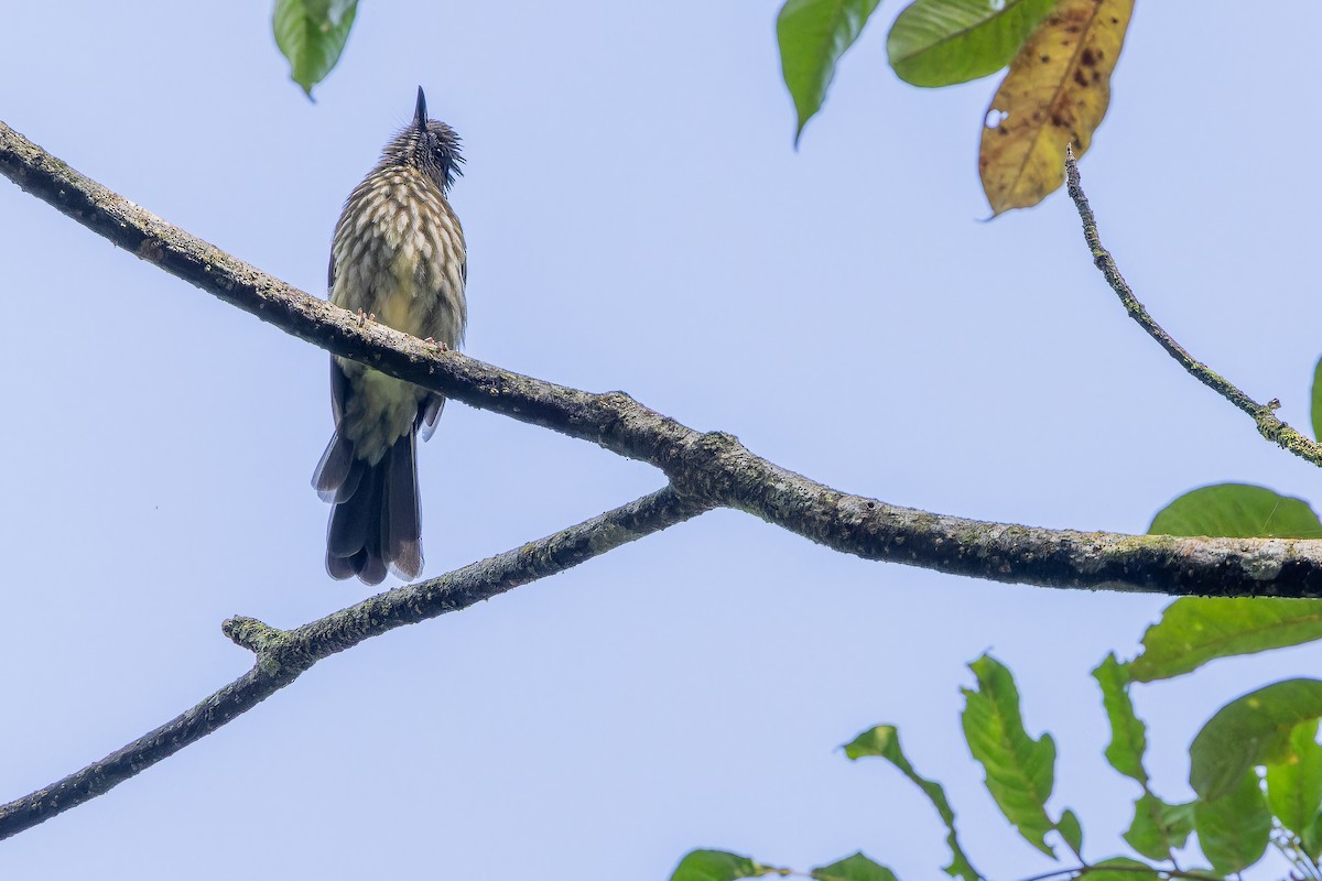 Sumatran Bulbul - ML640509880