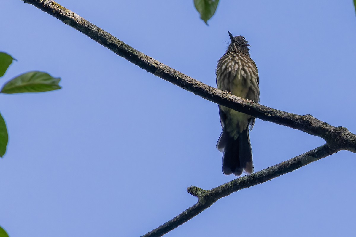 Sumatran Bulbul - ML640509881