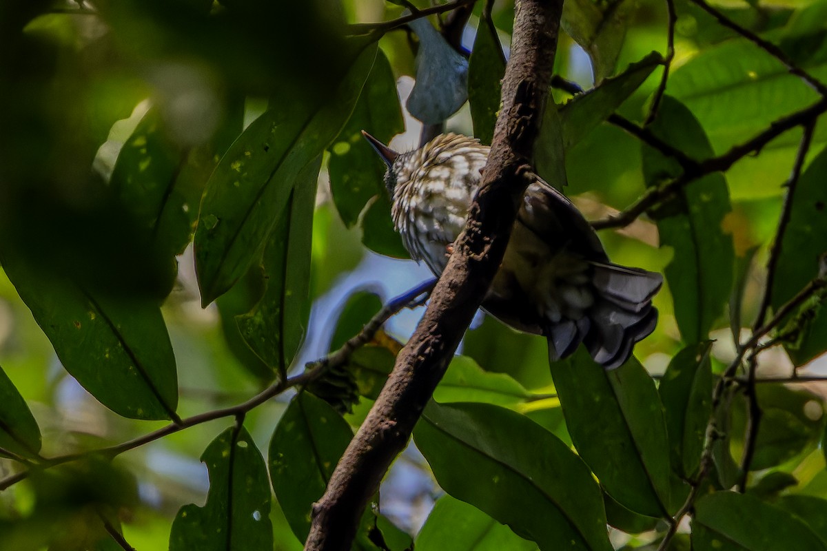 Sumatran Bulbul - ML640509882