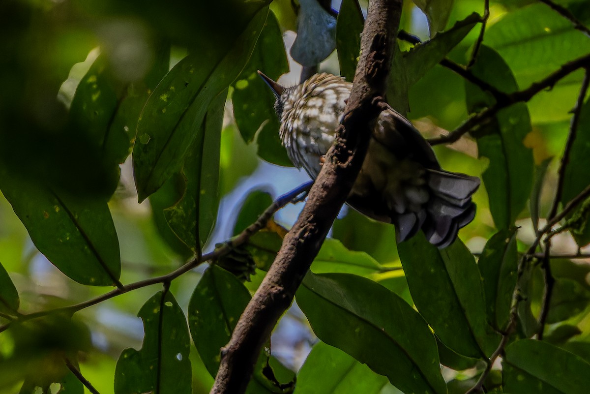 Sumatran Bulbul - ML640509883