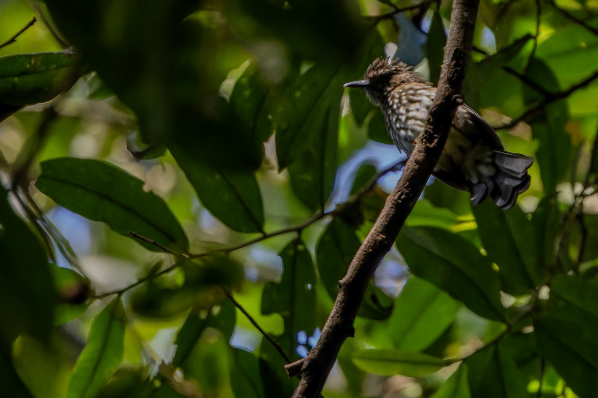 Sumatran Bulbul - ML640509884
