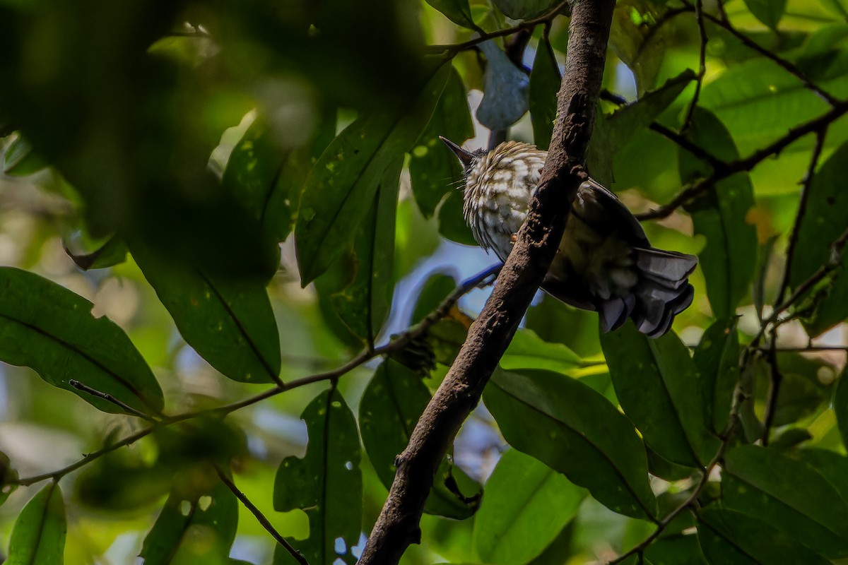 Sumatran Bulbul - ML640509885