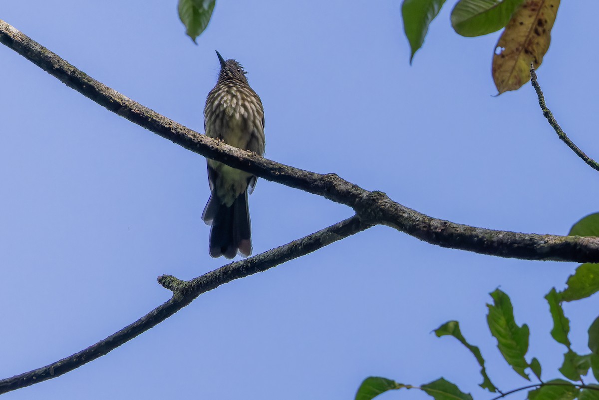 Sumatran Bulbul - ML640509886