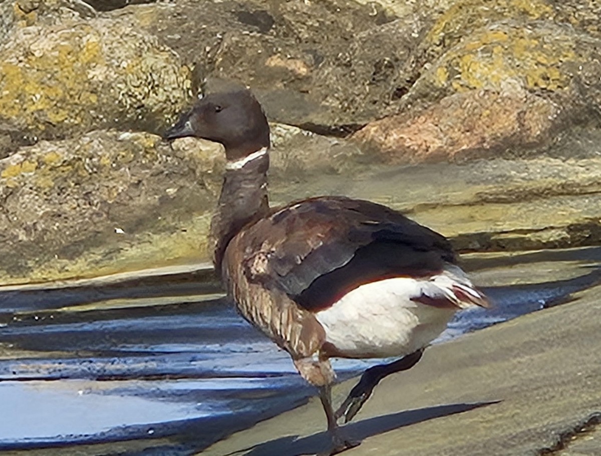 ringgås - ML640509946