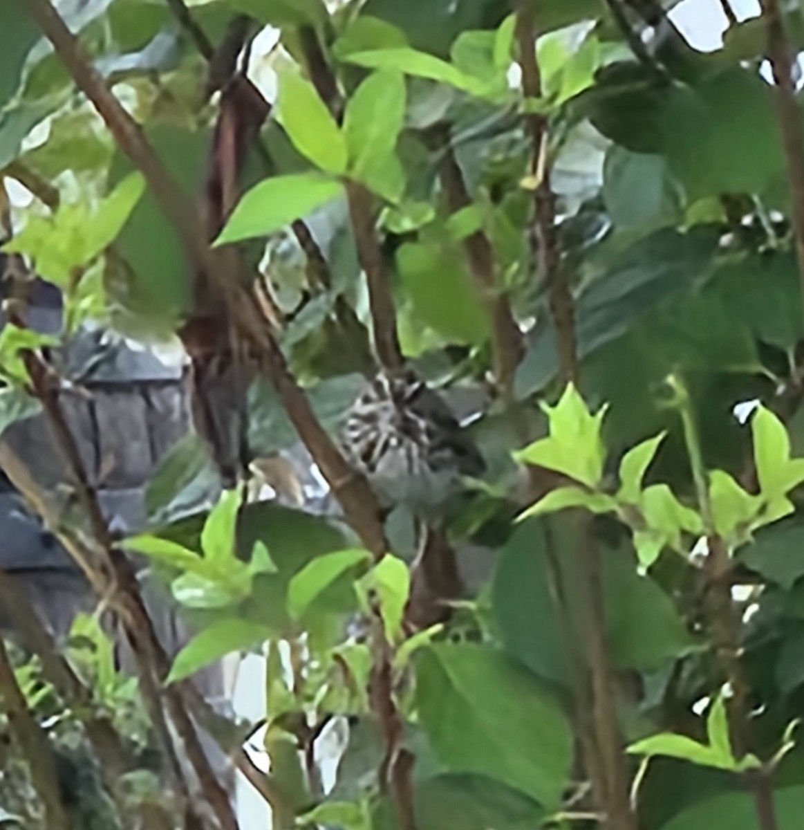 Song Sparrow - ML640509952