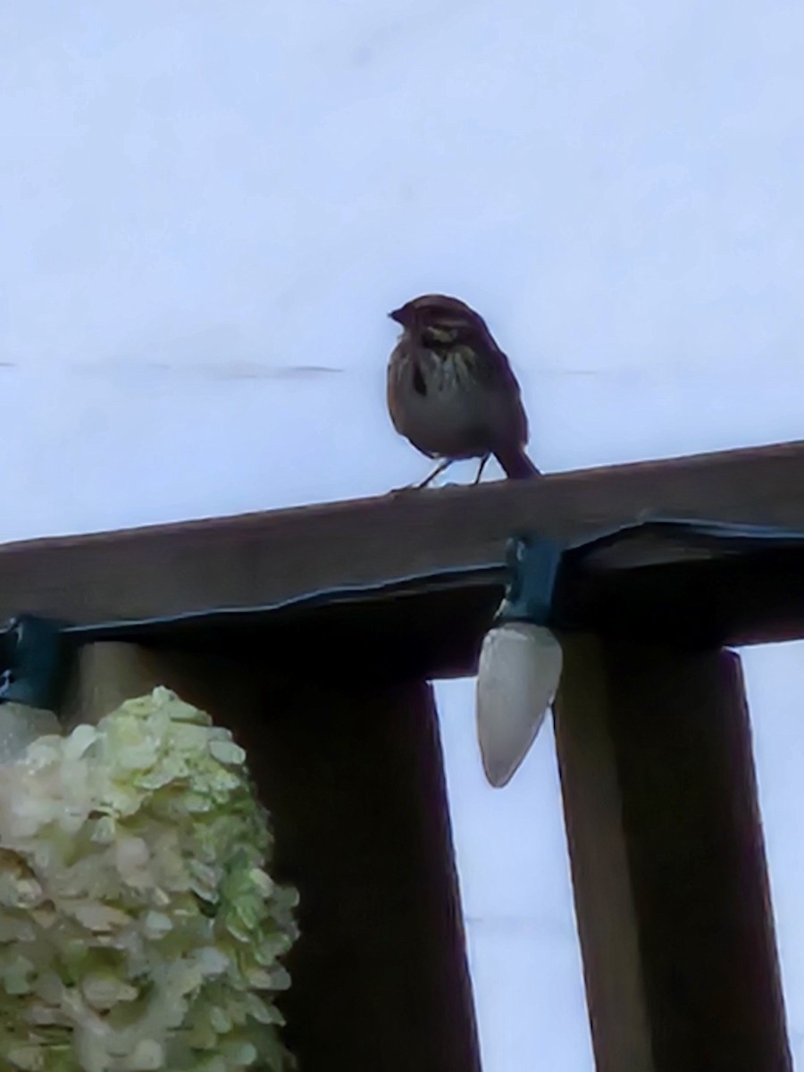 Song Sparrow - ML640509953