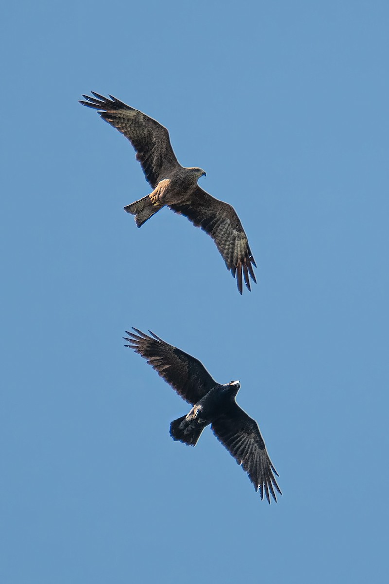 Black Kite - ML640509956
