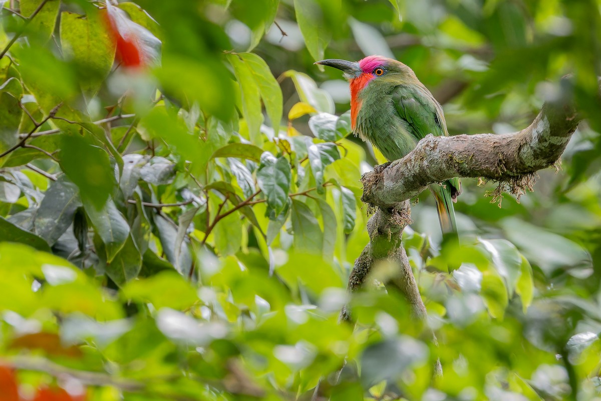 Red-bearded Bee-eater - ML640509965