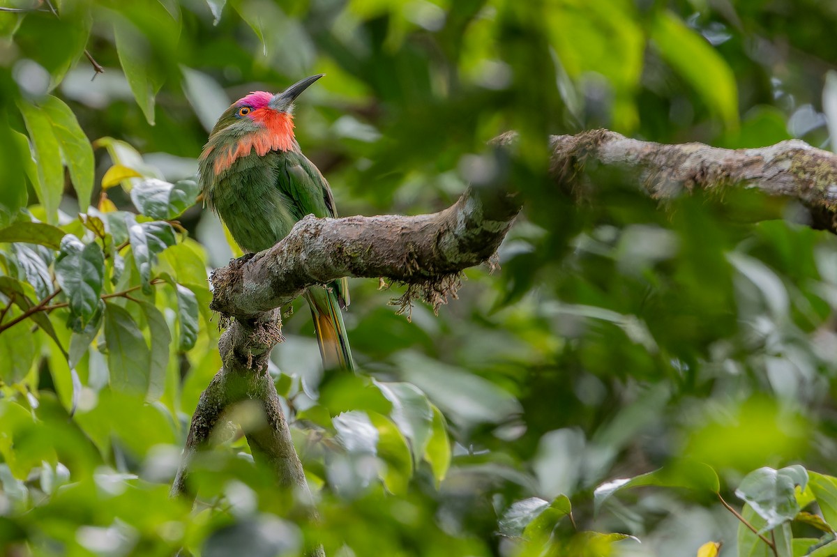 Red-bearded Bee-eater - ML640509966