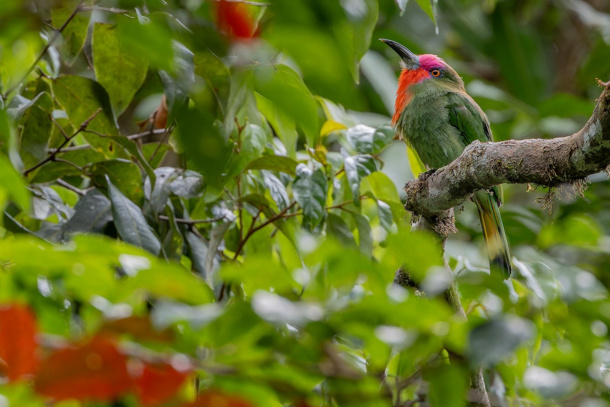 Red-bearded Bee-eater - ML640509968