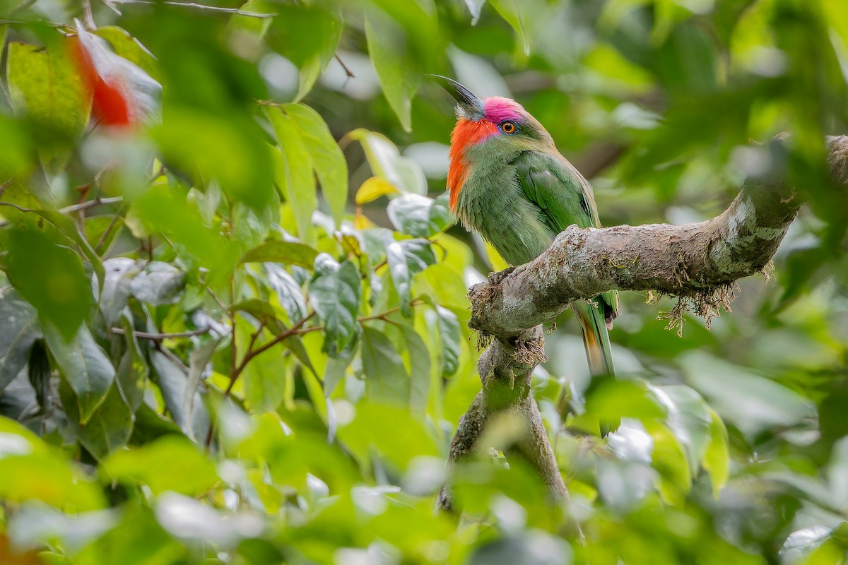 Red-bearded Bee-eater - ML640509969